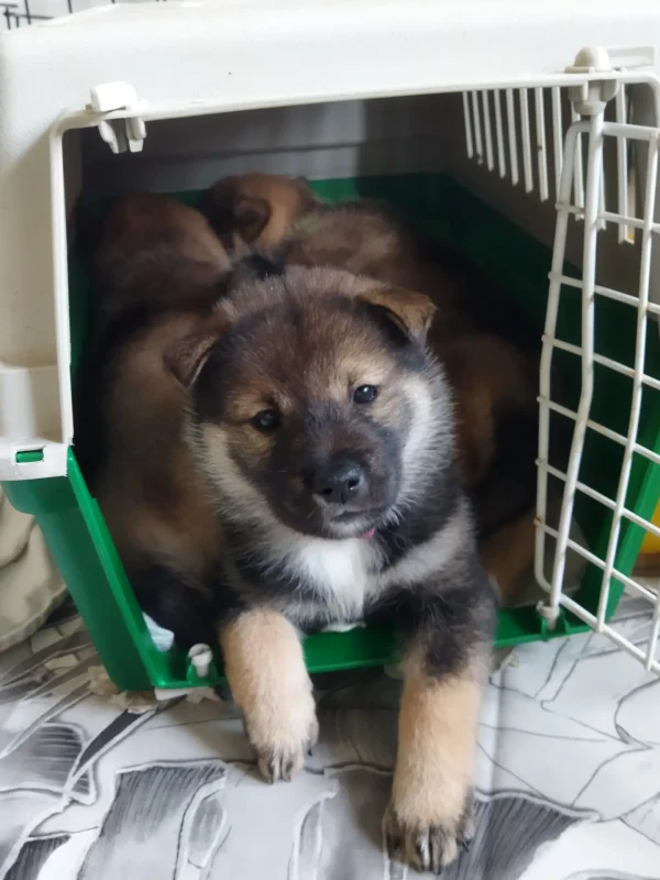 Cuccioli1672314052849_Kenshido