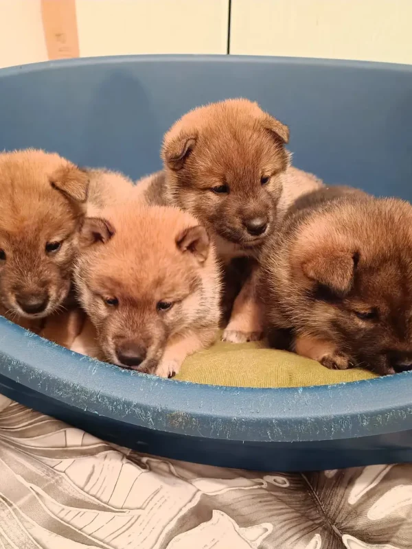 Cuccioli1672314052884_Kenshido