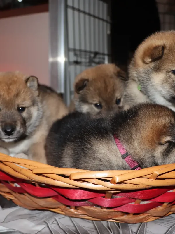 Cuccioli1672314052947_Kenshido