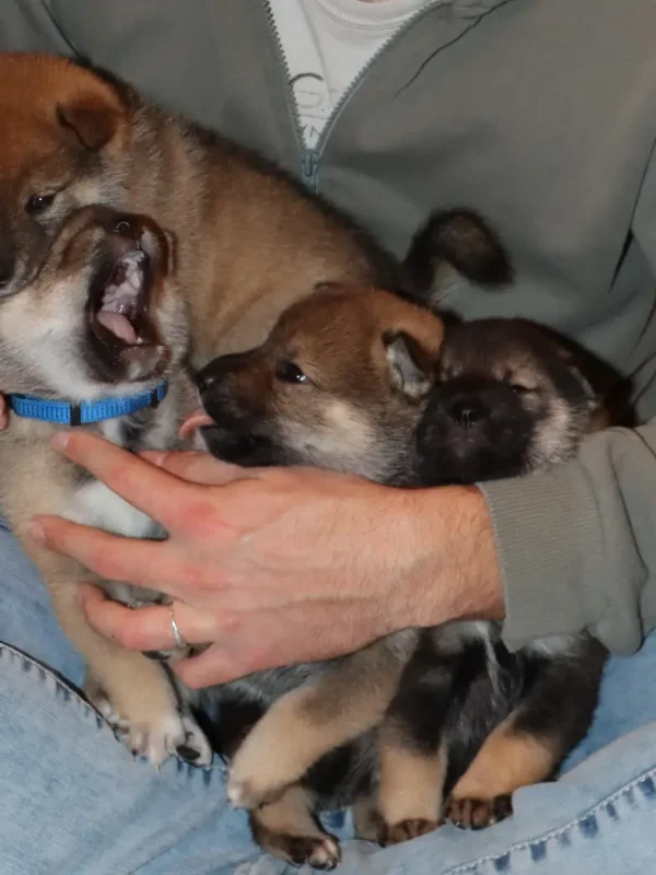 Cuccioli1672314052963_Kenshido