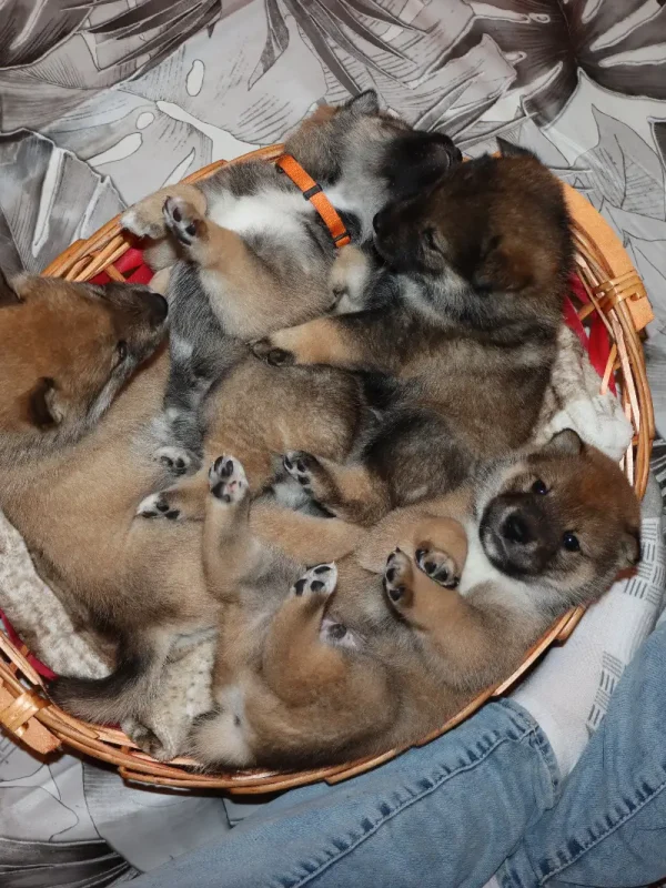 Cuccioli1672314052980_Kenshido