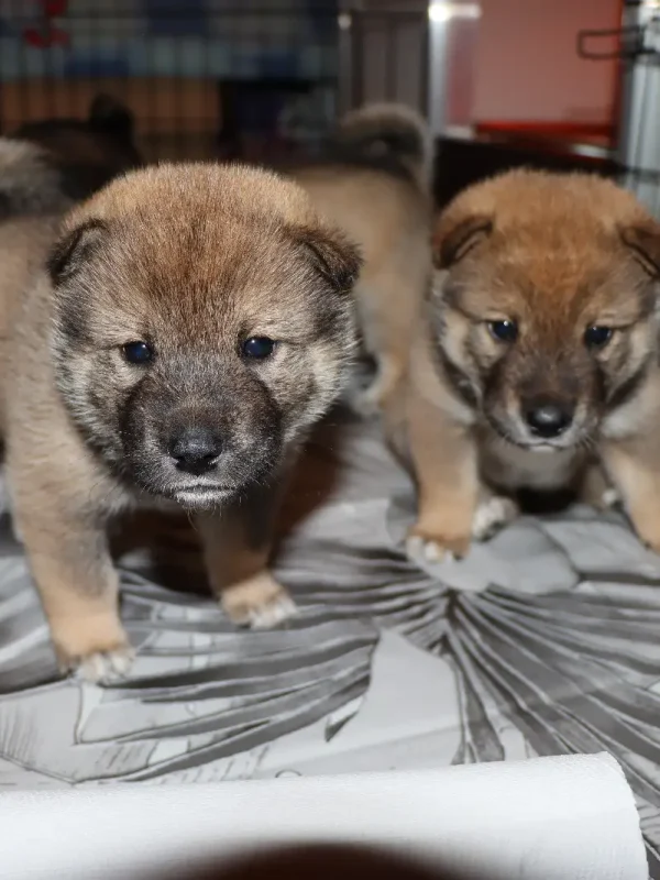 Cuccioli1672314052996_Kenshido