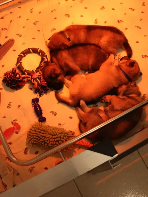 Cuccioli1672314053015_Kenshido