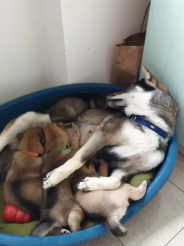 Cuccioli1672314053031_Kenshido