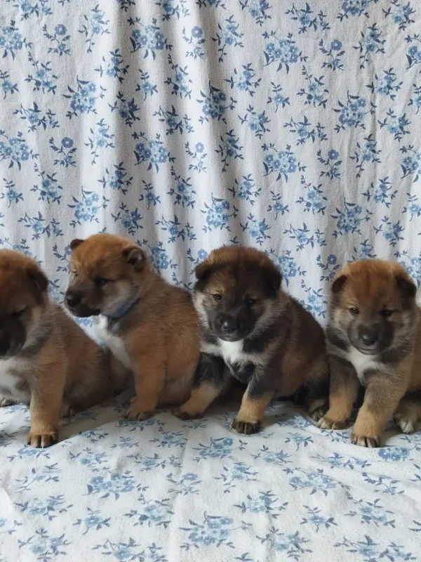 Cuccioli1672314053045_Kenshido