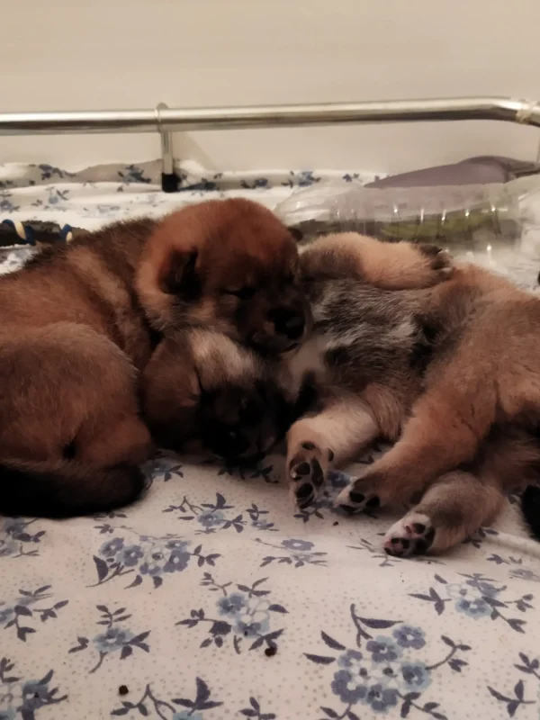 Cuccioli1672314053061_Kenshido