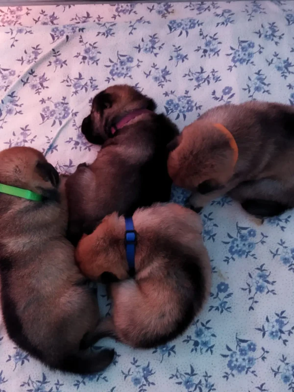 Cuccioli1672314053075_Kenshido