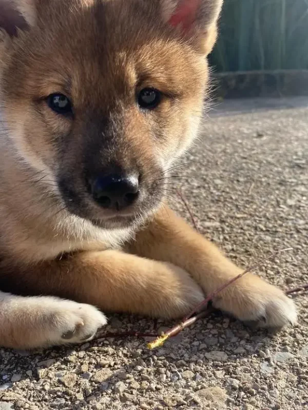 CuccioliIMG-20230115-WA0012_Kenshido