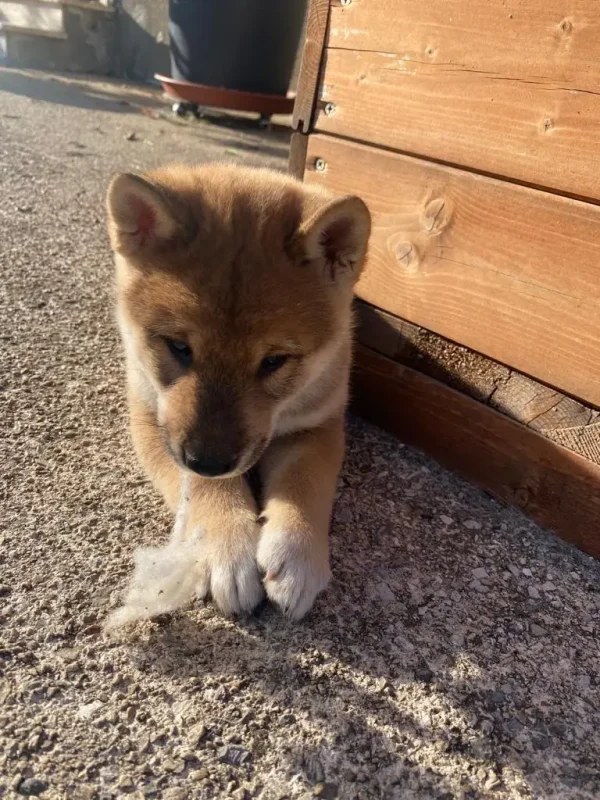 CuccioliIMG-20230115-WA0017_Kenshido