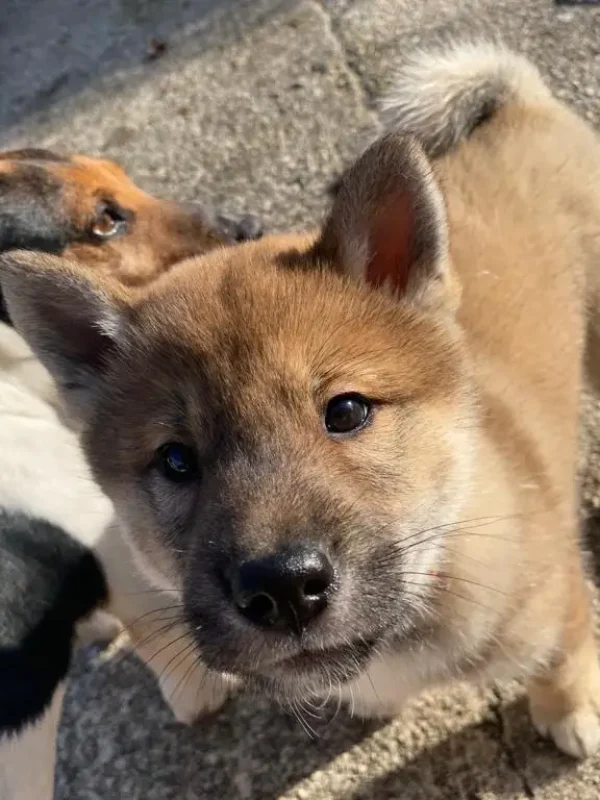 CuccioliIMG-20230115-WA0018_Kenshido