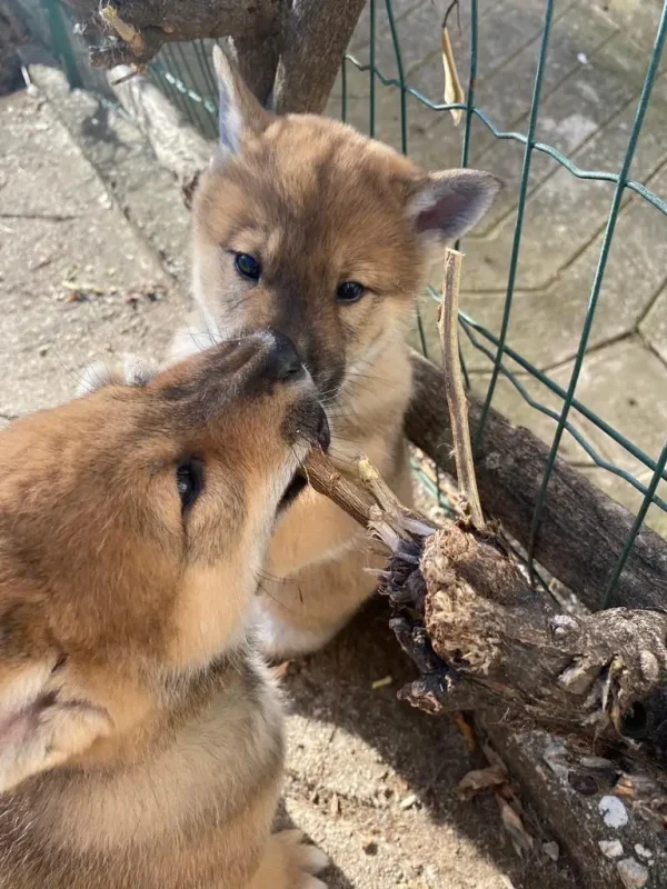 CuccioliIMG-20230115-WA0024_Kenshido