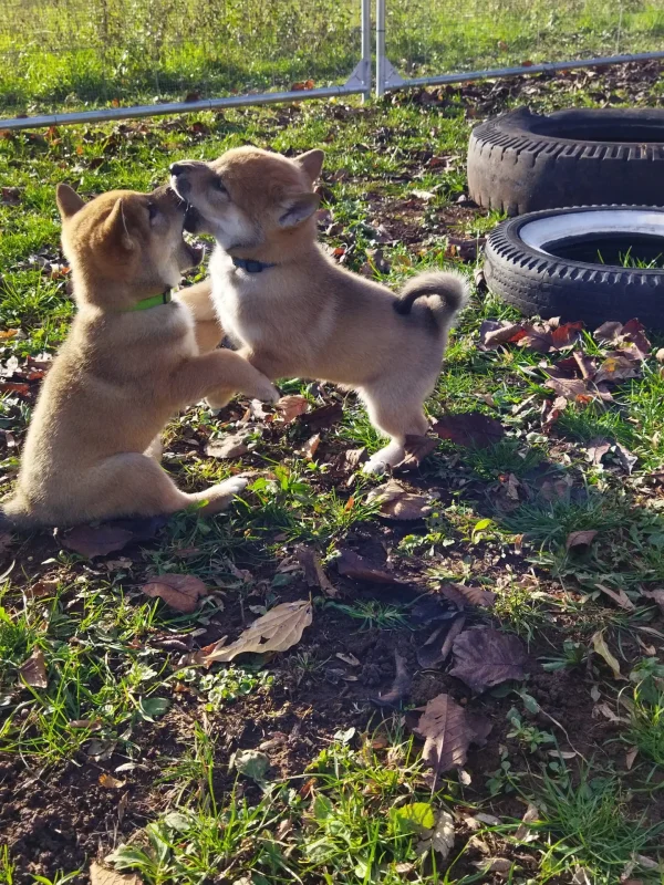 CuccioliIMG_20230112_142706_1_Kenshido