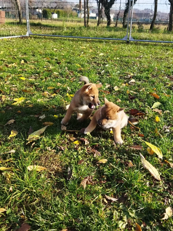 CuccioliIMG_20230112_143018_Kenshido