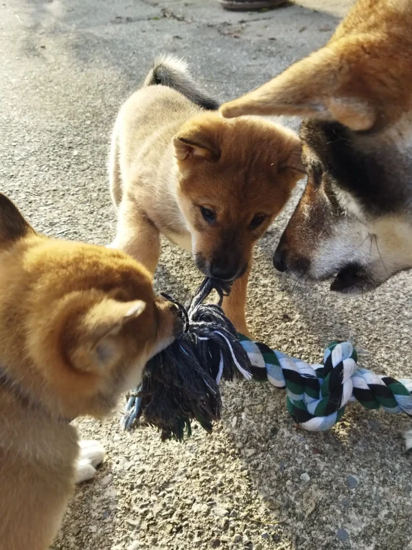 CuccioliIMG_20230112_150549_Kenshido