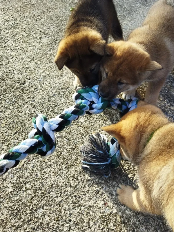 CuccioliIMG_20230112_150603_Kenshido