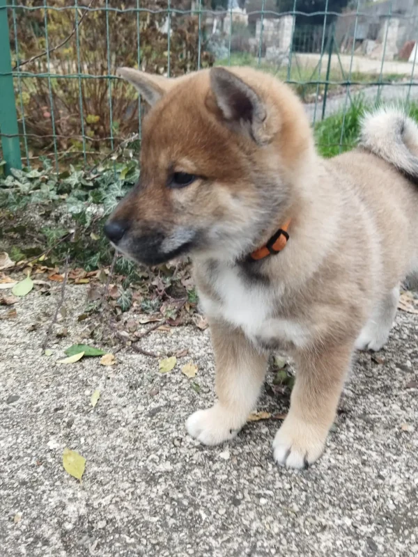 CuccioliIMG_20230115_120859_Kenshido