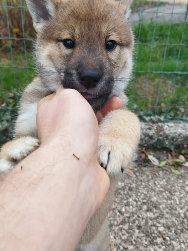 CuccioliIMG_20230115_120909_Kenshido