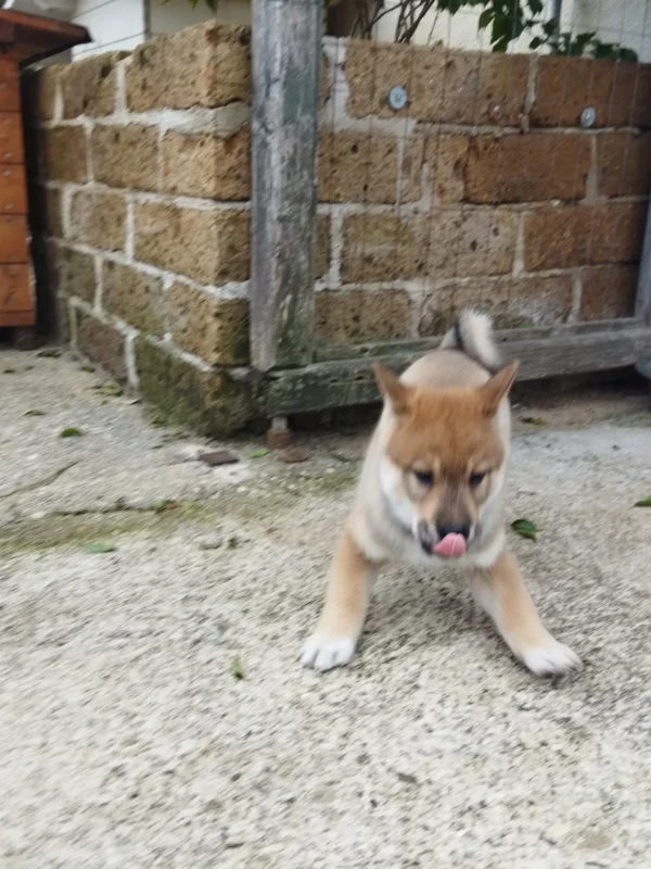 CuccioliIMG_20230115_121025_Kenshido