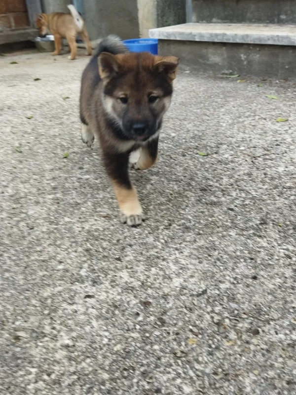 CuccioliIMG_20230115_121141_Kenshido