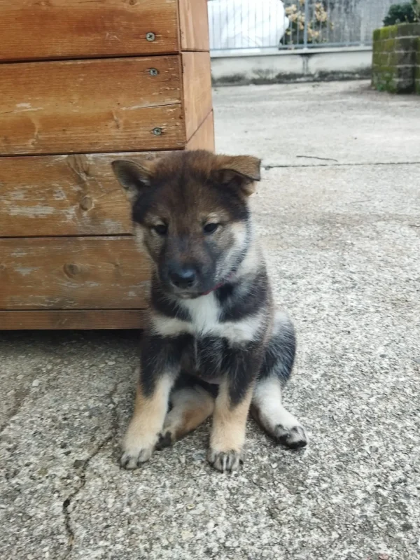 CuccioliIMG_20230115_121452_1_Kenshido