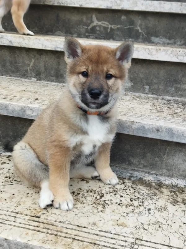 CuccioliIMG_20230117_142421_Kenshido