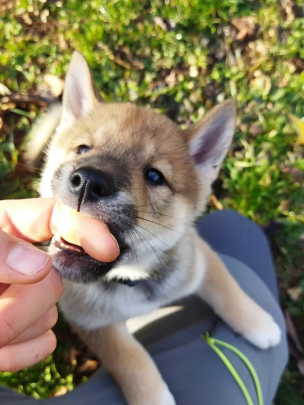 CuccioliIMG_20230117_142451_Kenshido