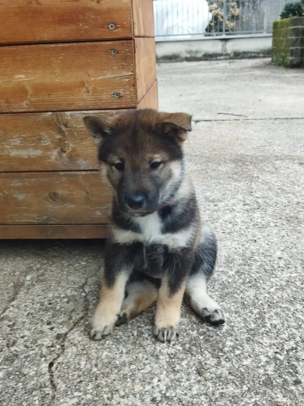 CuccioliIMG_20230117_142513_Kenshido