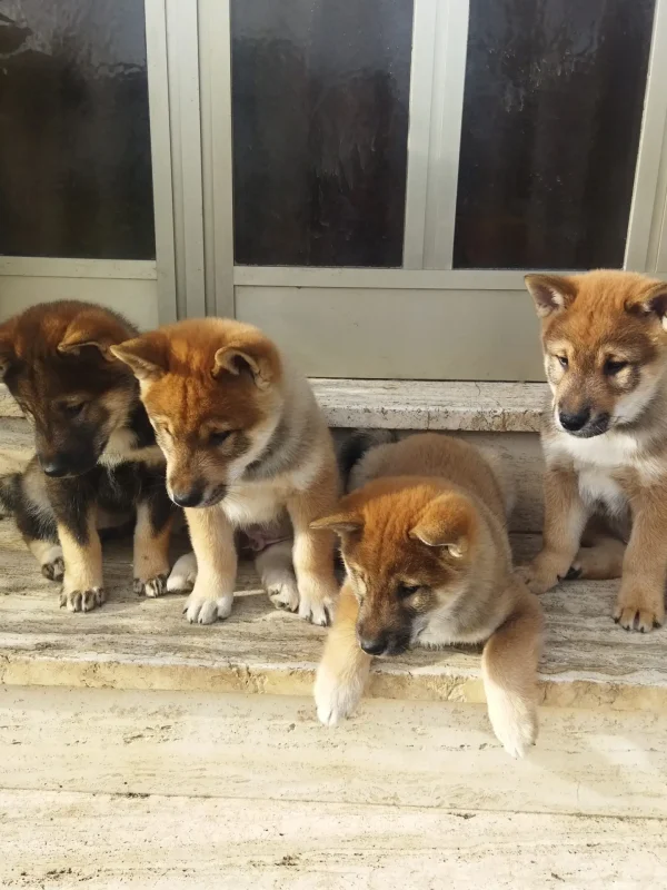 CuccioliIMG_20230124_140517_Kenshido