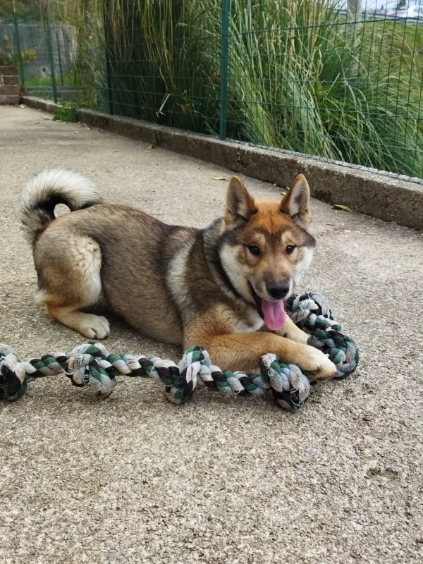 CuccioliIMG_20230403_172946_Kenshido