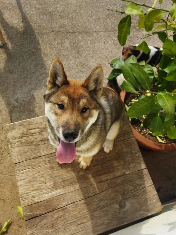 CuccioliIMG_20230408_100514_Kenshido