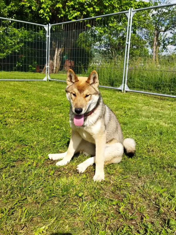 CuccioliIMG_20230515_163845_Kenshido