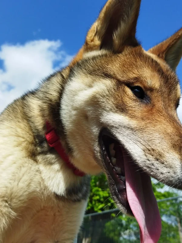 CuccioliIMG_20230515_163912_Kenshido