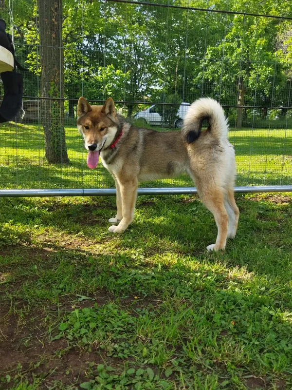 CuccioliIMG_20230515_164030_Kenshido