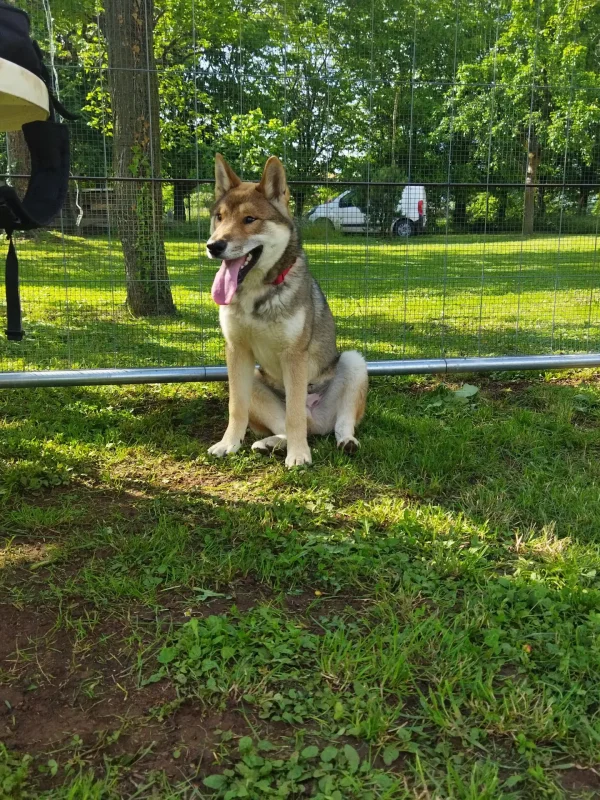 CuccioliIMG_20230515_164035_Kenshido