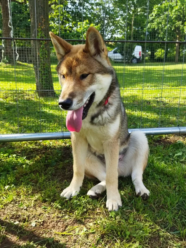 CuccioliIMG_20230515_164045_Kenshido