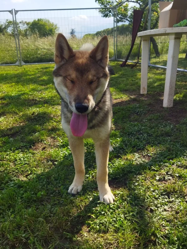 CuccioliIMG_20230515_164105_Kenshido